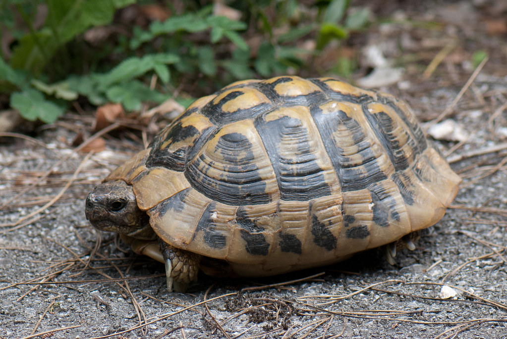 Greek tortoise