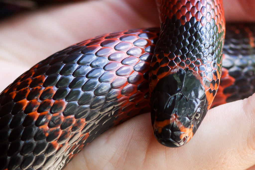 Milk Snake