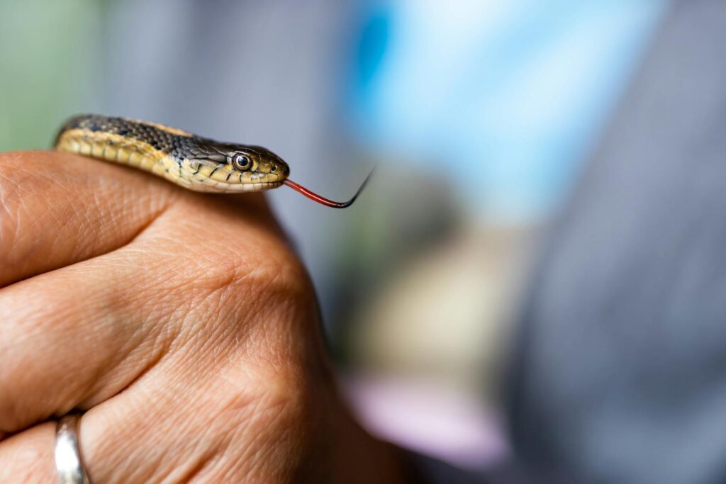 Detailed image of a garter snake resting on a person's hand, showcasing its texture and features.