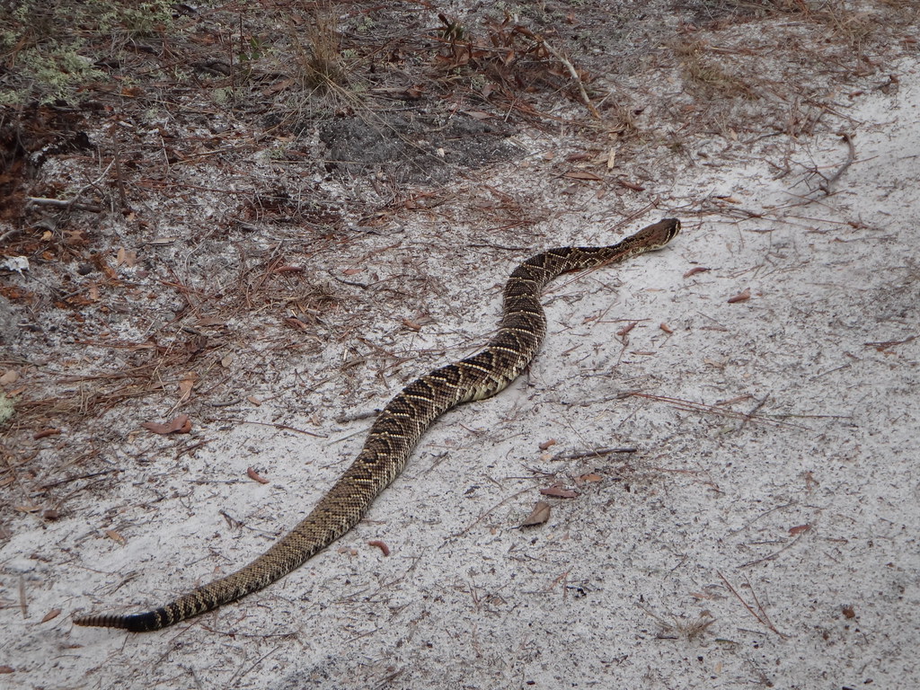 Ground Vibrations: A Snake's Acoustic Advantage