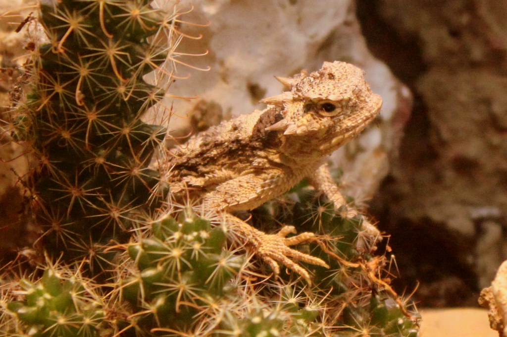 Desert Horned Lizard