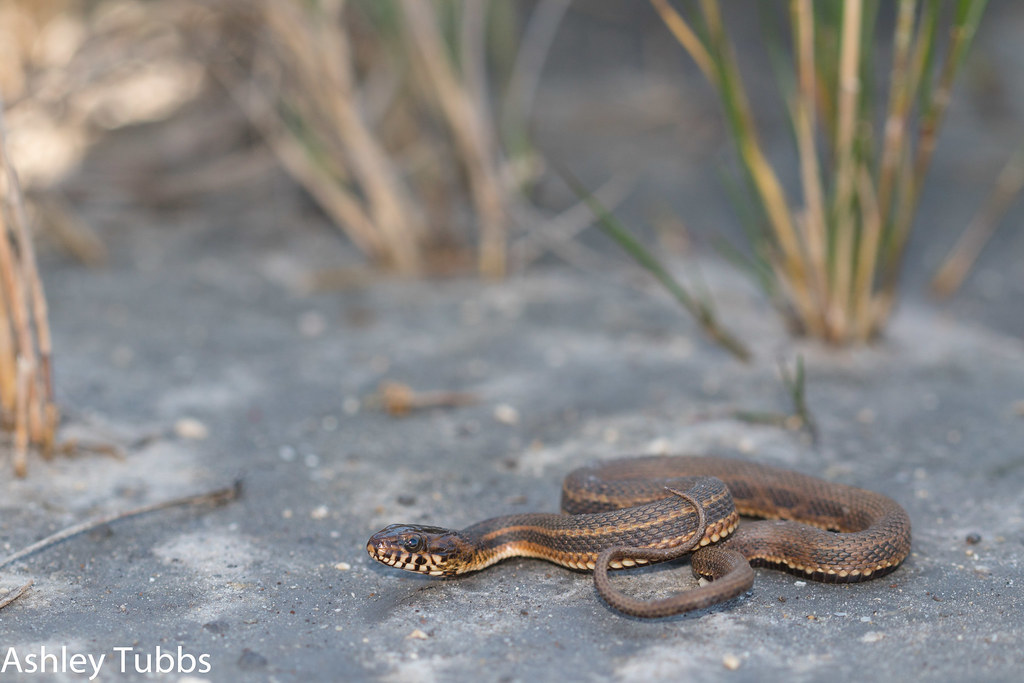 Salt Marsh Snake, Nerodia clarkii