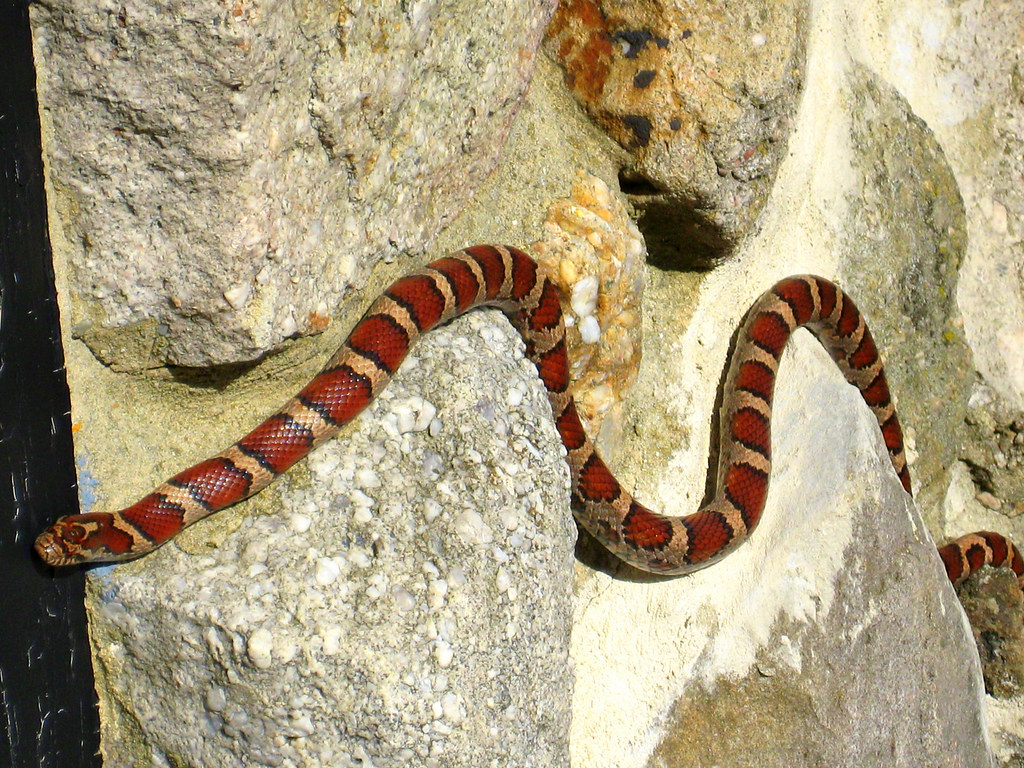The Harmless Milk Snake: A Perfect Impersonator