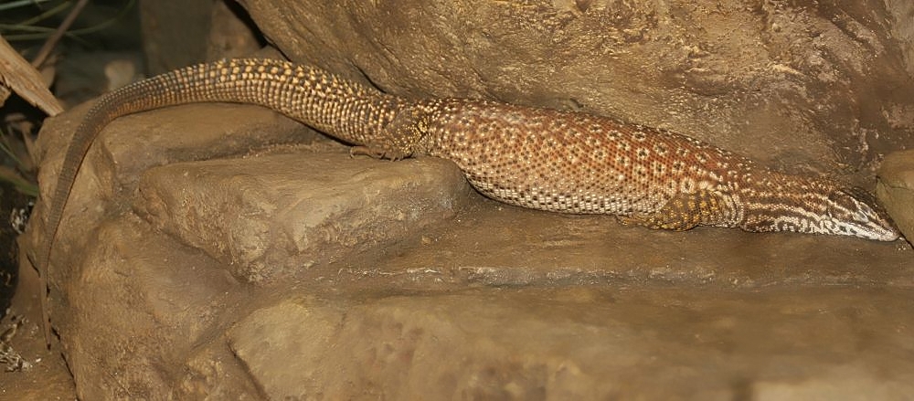Ackie Monitors: The Manageable Monitor Lizard