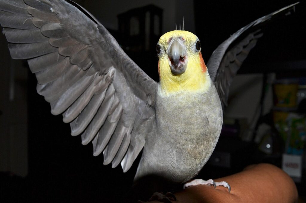 Cockatiel Behaviors and Body Language