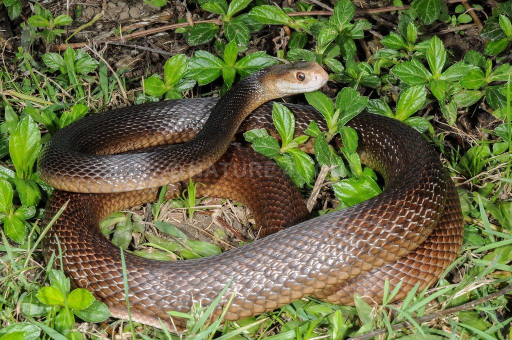 Coastal Taipan (Oxyuranus scutellatus)