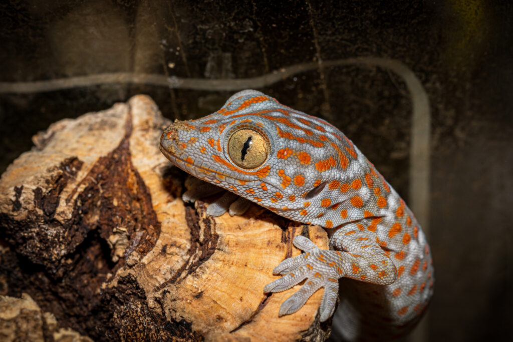 1 month old Tokay gecko