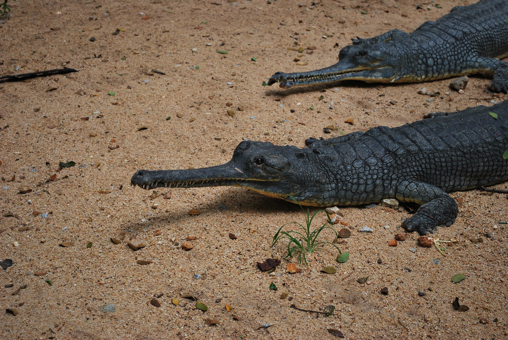 two Gharials