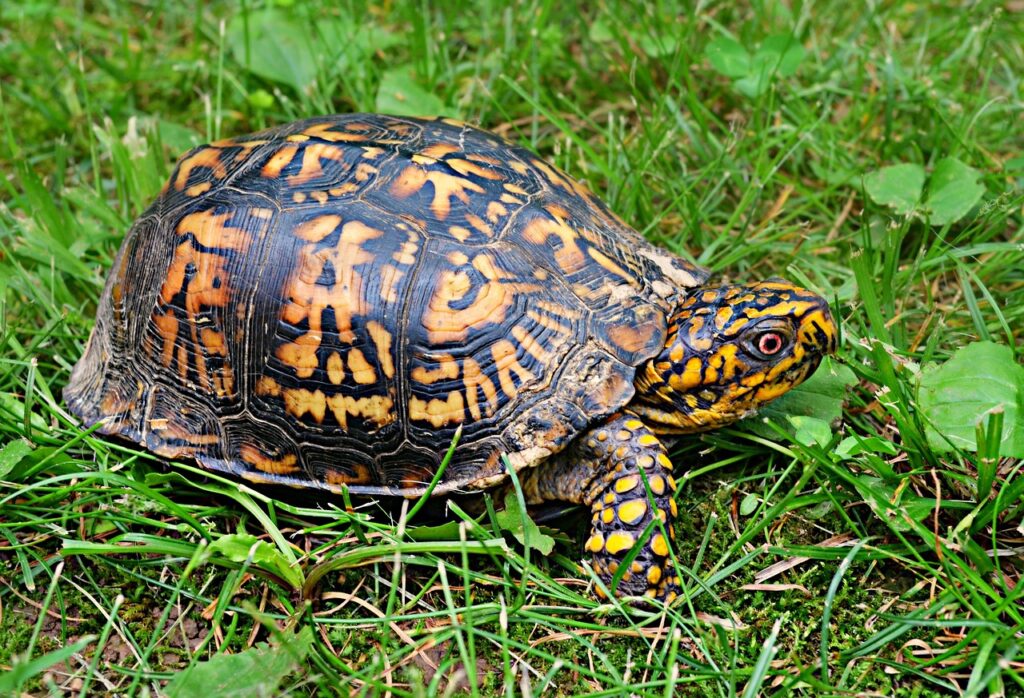 box turtle, wildlife, animal, reptile, turtle, shell, tortoise, natural, environment, protection, walking, nature, cute, educational, green education, green walking, green box