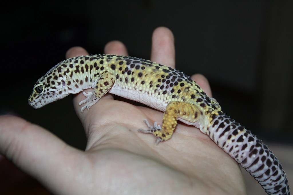 Fascinating Behavior and Personality