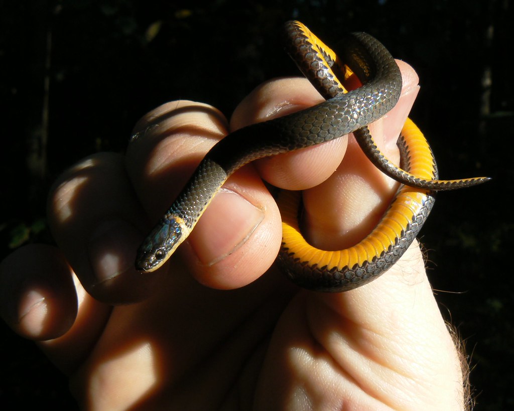 Handling Juvenile Snakes