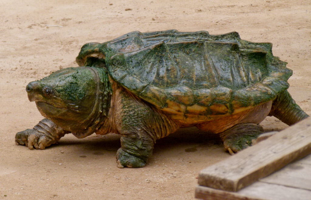 Alligator snapping turtle - Geierschildkröte - Alligatorschildkröte - Macrochelys temminckii 01