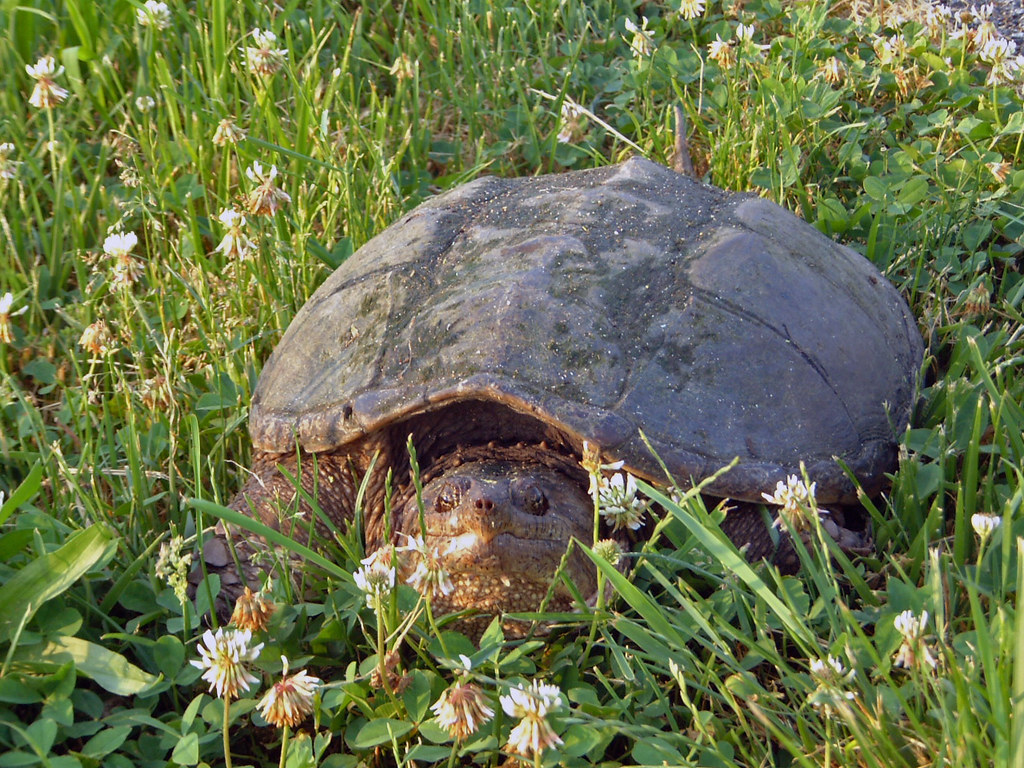 Snapping turtle on grass