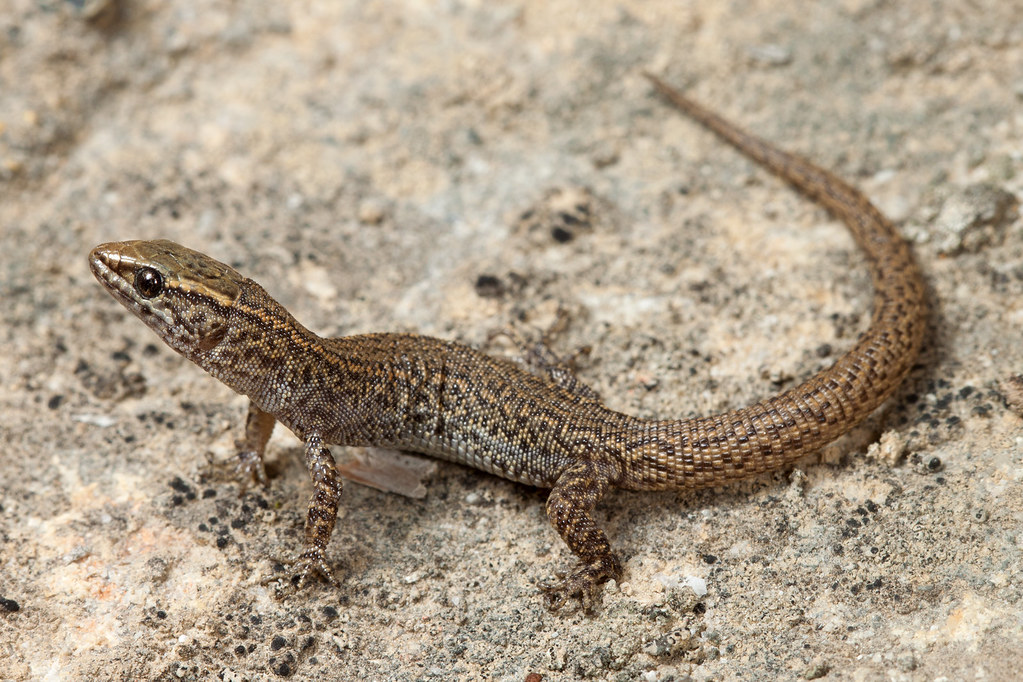 Desert Night Lizard's Extreme Adaptations