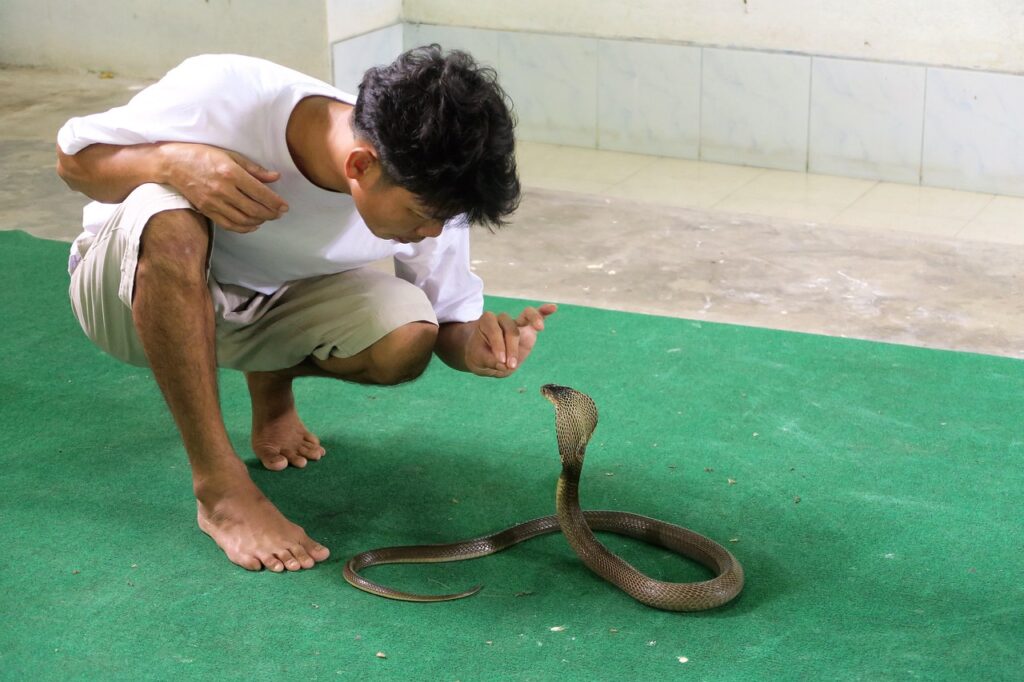 Myth 6: Snakes Can Hypnotize Their Prey