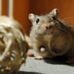 domestic animal, rodent, gerbil, curious, gerbil, gerbil, gerbil, gerbil, gerbil