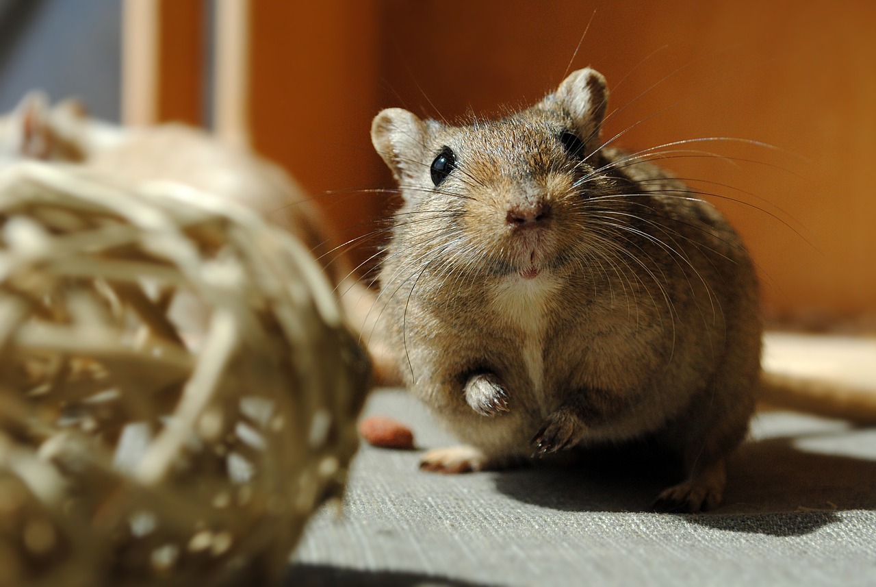 domestic animal, rodent, gerbil, curious, gerbil, gerbil, gerbil, gerbil, gerbil