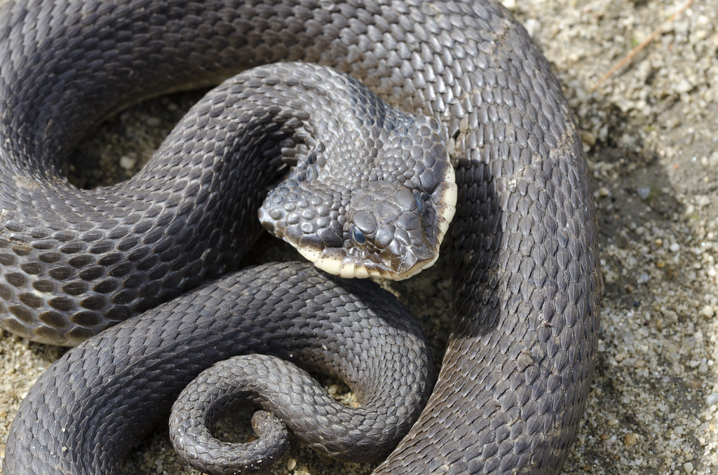 Eastern Hognose Snake (Heterodon platirhinos)