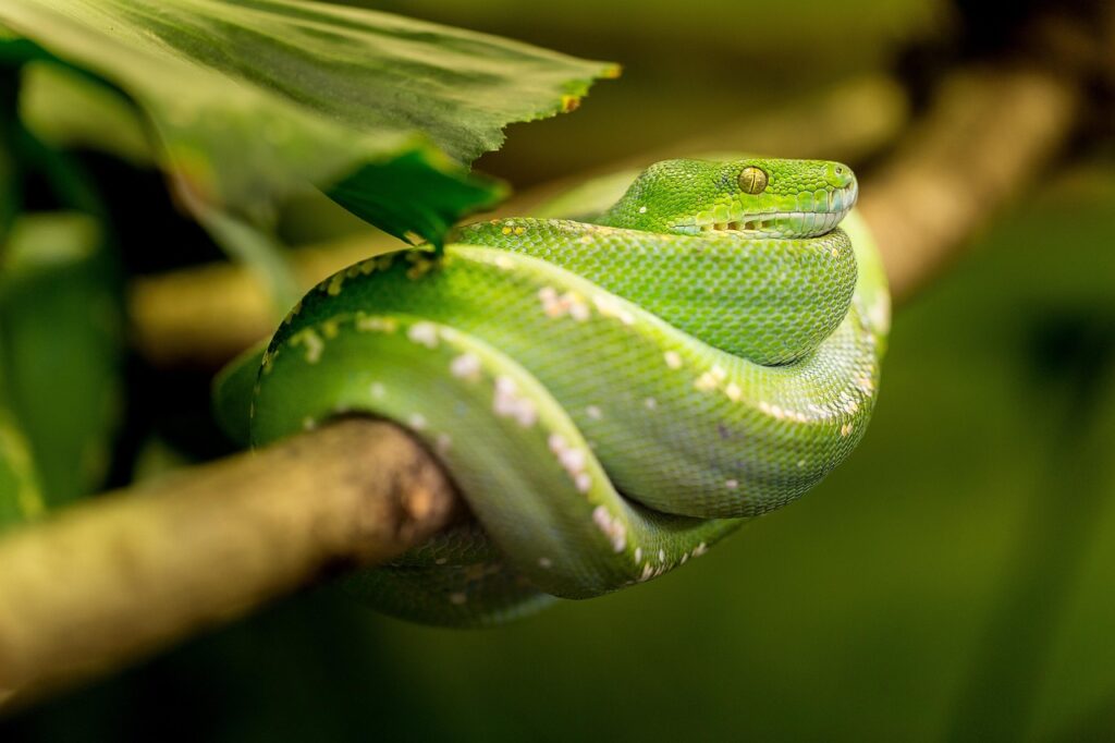 snake, green, animal, green snake, scales, reptile, portrait, green mamba, dangerous, jungle, toxic, nature, tree snake, wild animal, animal world, wildlife, wildlife photography