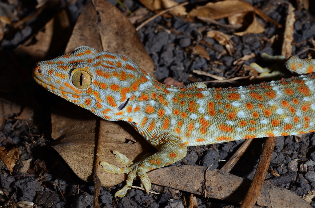 Tokay Gecko, Gekko gecko (Linnaeus, 1758)
