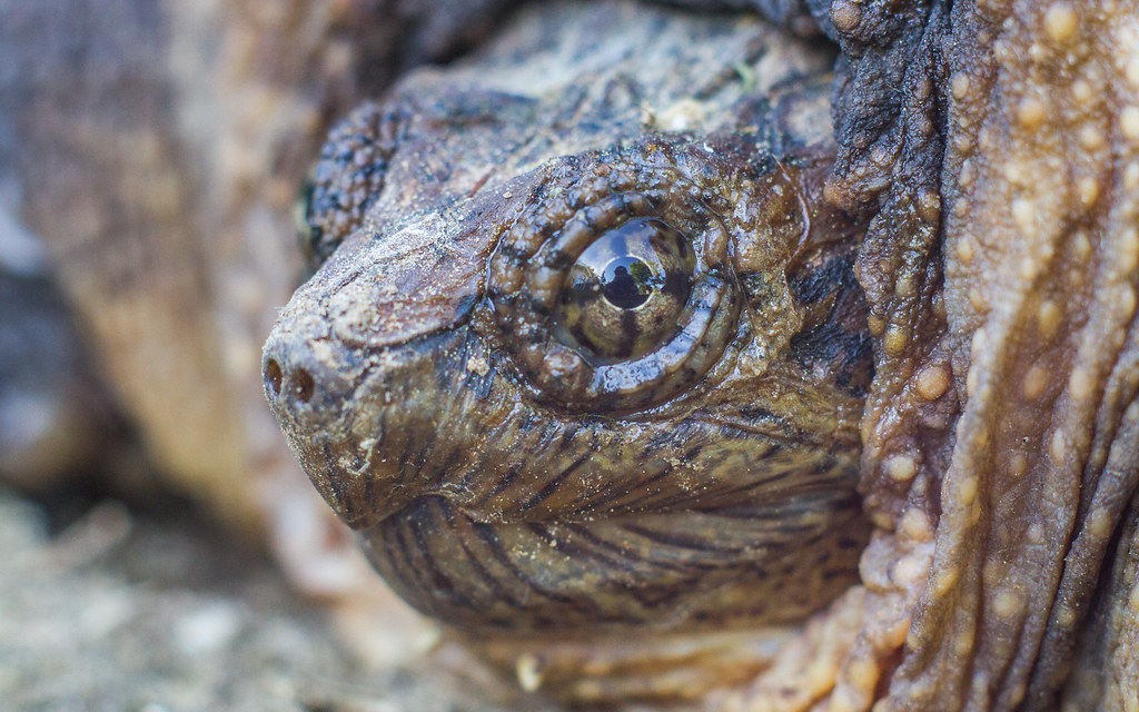 Common Snapping Turtle