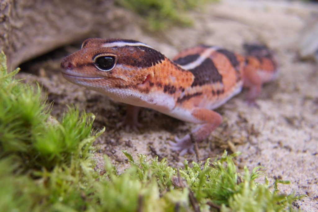 African Fat-Tailed Geckos