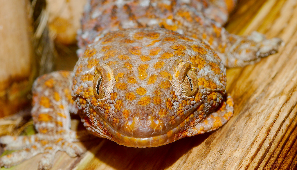 Tokay Gecko WLD_6492