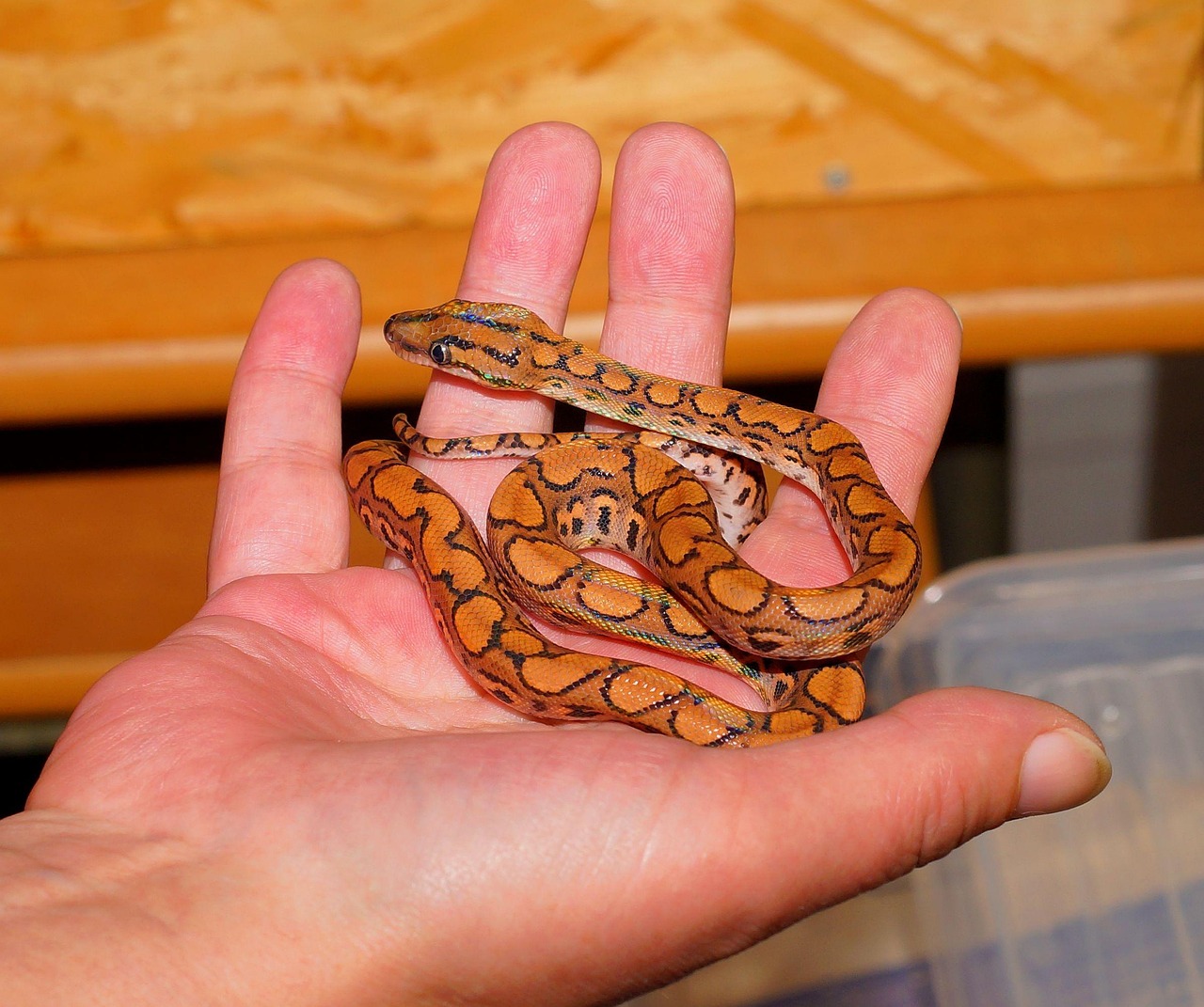 line, rainbow boa, exotic, reptile, dandruff, dazzling, choke snake, to dye, elegant, multicoloured, very beautiful, rainbow colors, curious, close up, brazilian red rainbow boa, non toxic, creeping animal, hand, poor, creature, wildlife, boa, rainbow boa, rainbow boa, rainbow boa, rainbow boa, rainbow boa