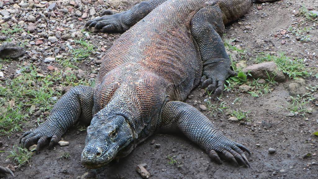 Komodo Dragon laying flat on the ground