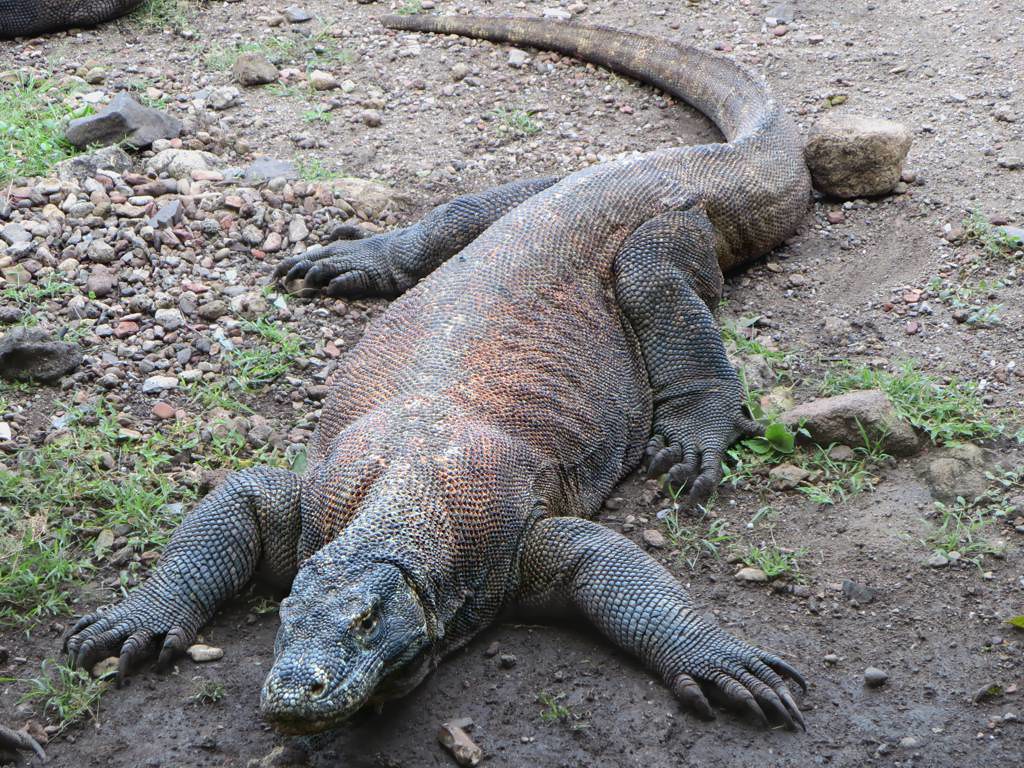 Record-Breaking Size and Power