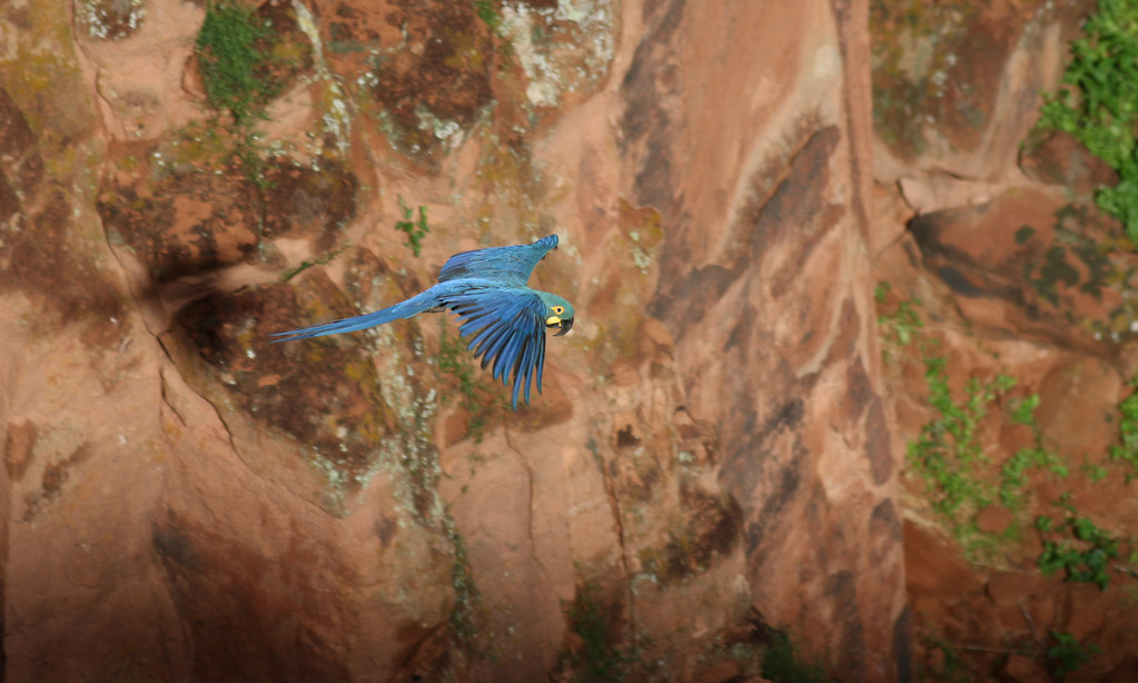 Lear's Macaw (Anodorhynchus leari)