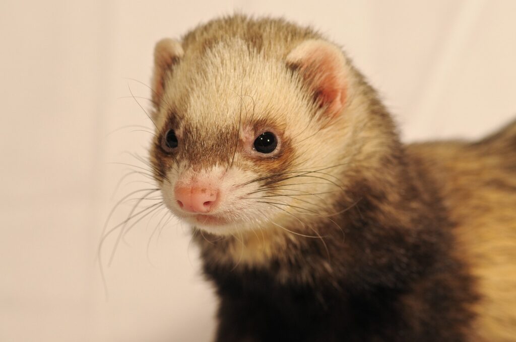 ferret, animal, nature, close up