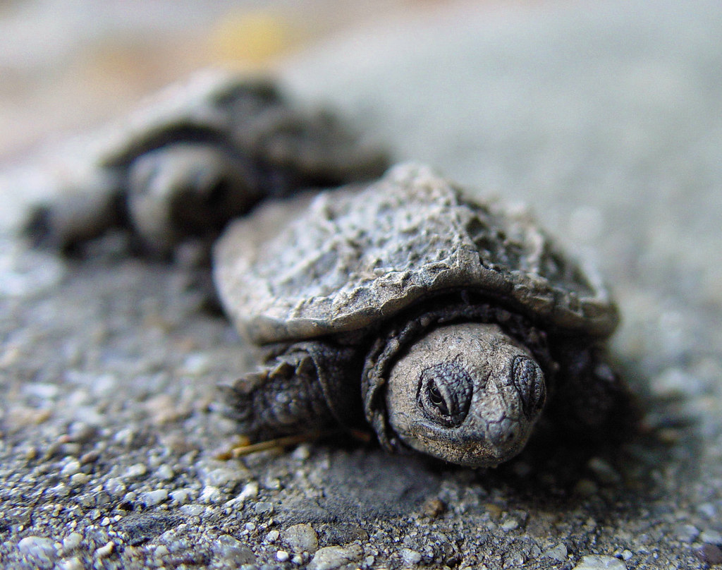 March of the Baby Turtles