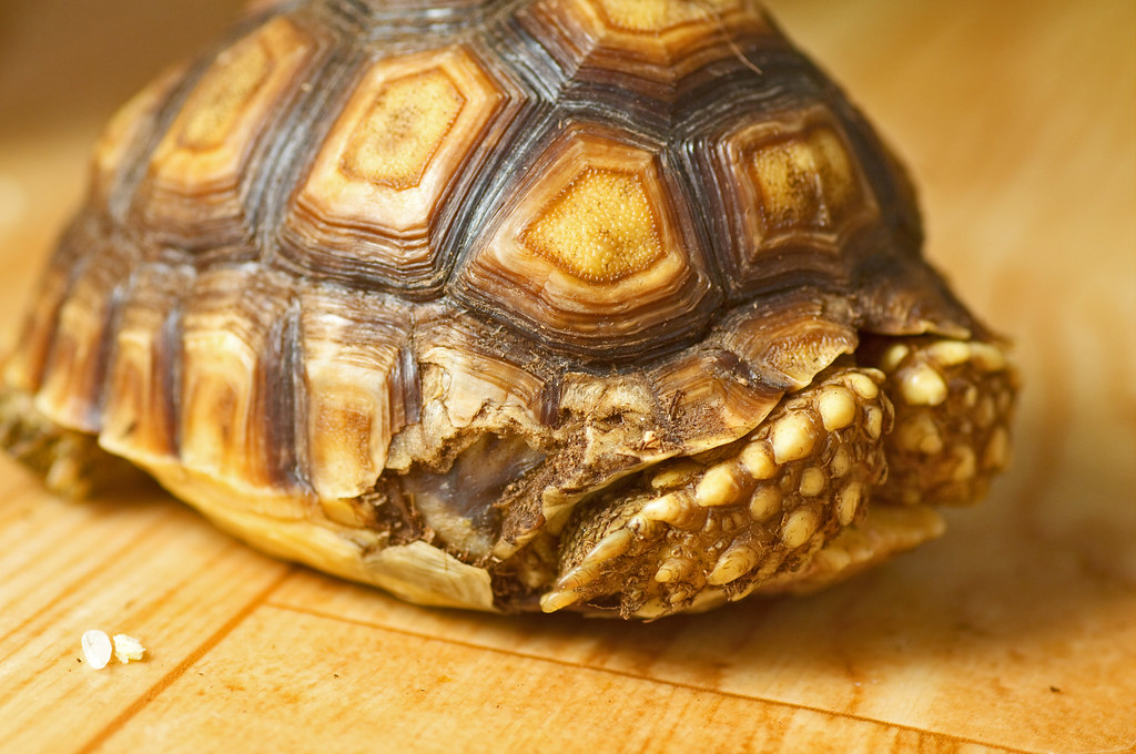 Disease and Invasive Species