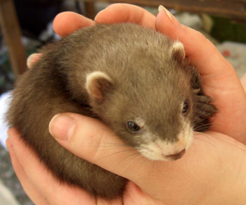 Understanding the Long-term Commitment of Ferret Ownership