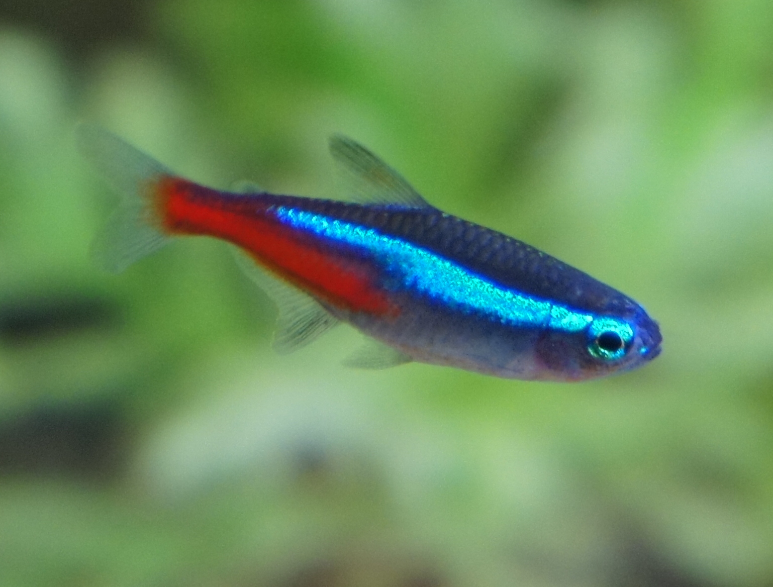 The Striking Appearance of Neon Tetras