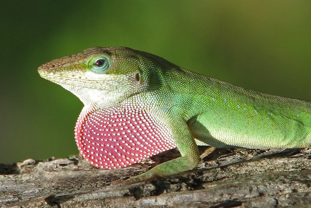 'Strawberry' redux - wild green anole