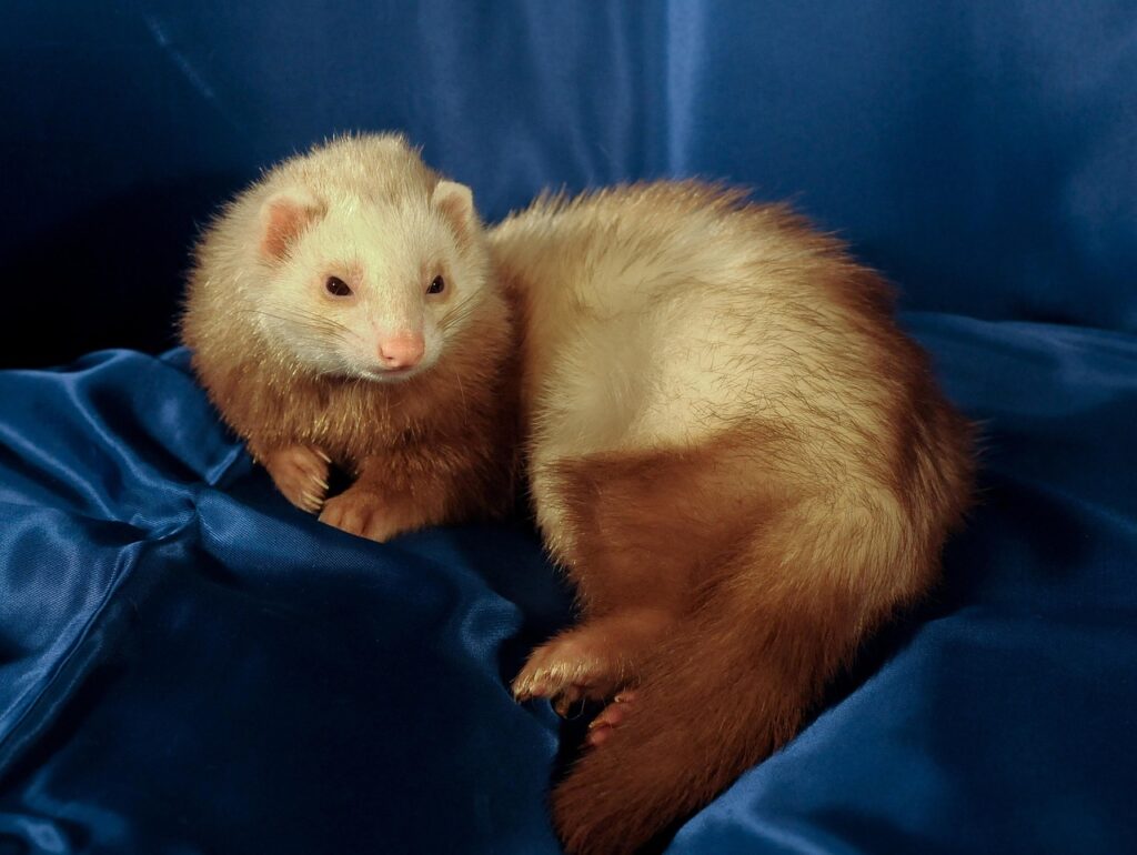 Understanding the Source of Ferret Odors