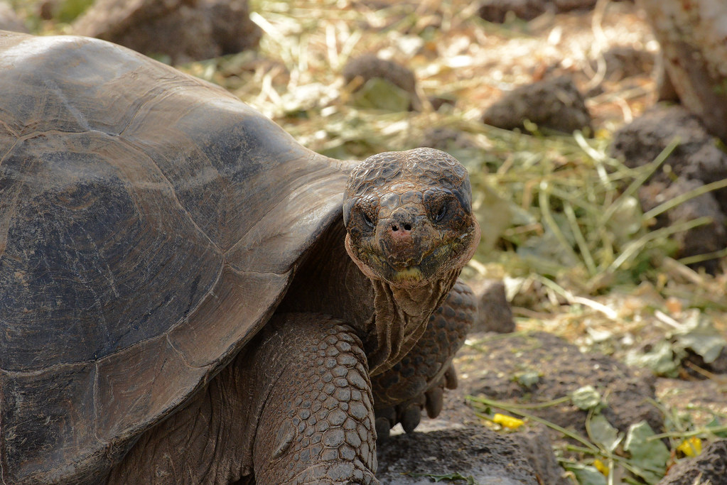 tortoise conservation