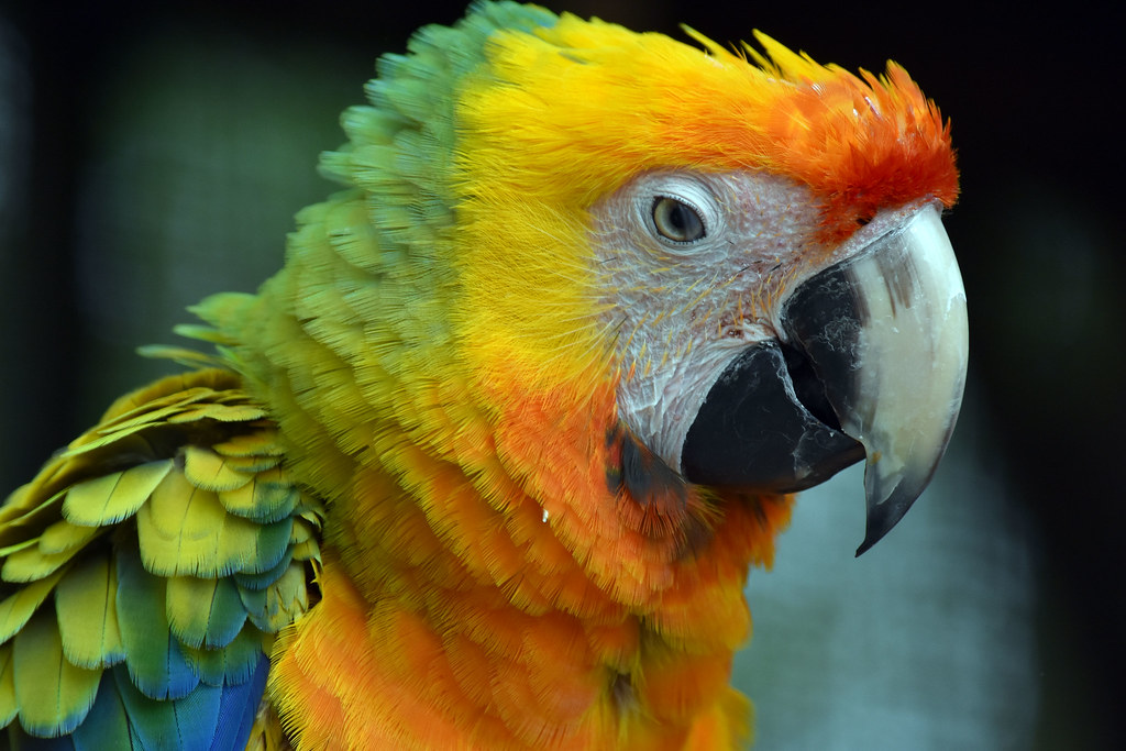 Colorful Macaw