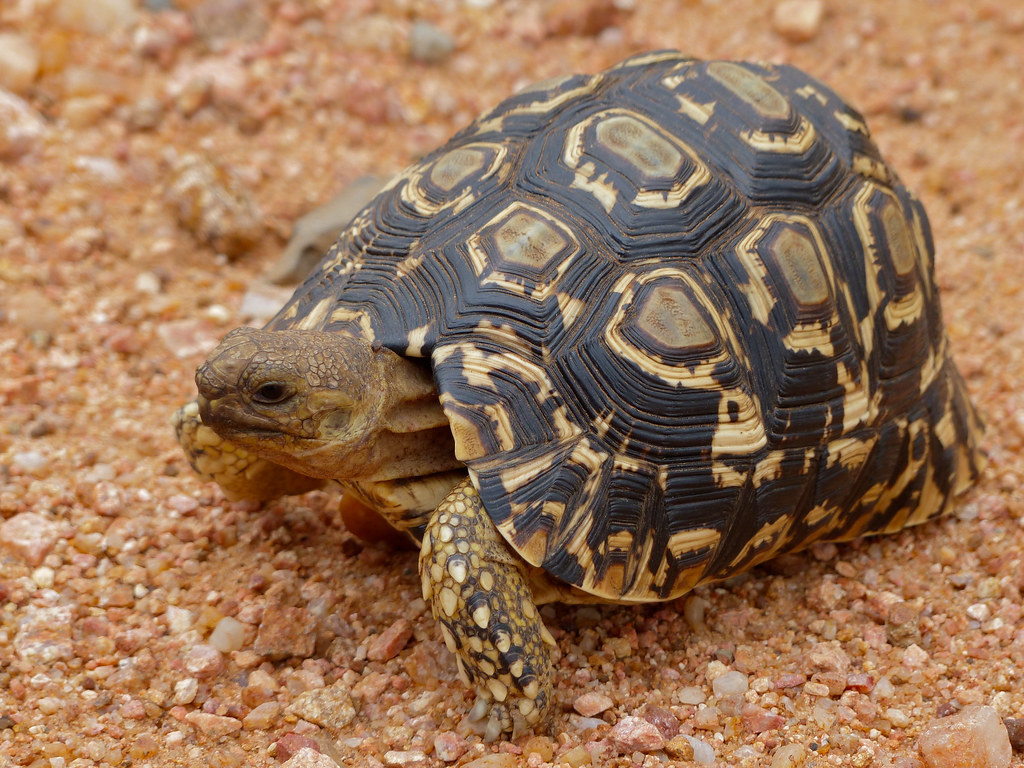 Leopard Tortoise (Stigmochelys pardalis)