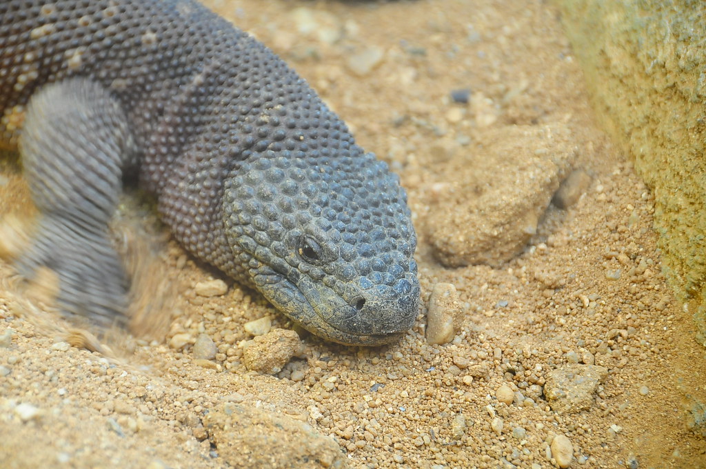 rio fuerte beaded lizard -Mexican beaded lizard -Heloderma horridum - héloderme perlé du rio fuerte