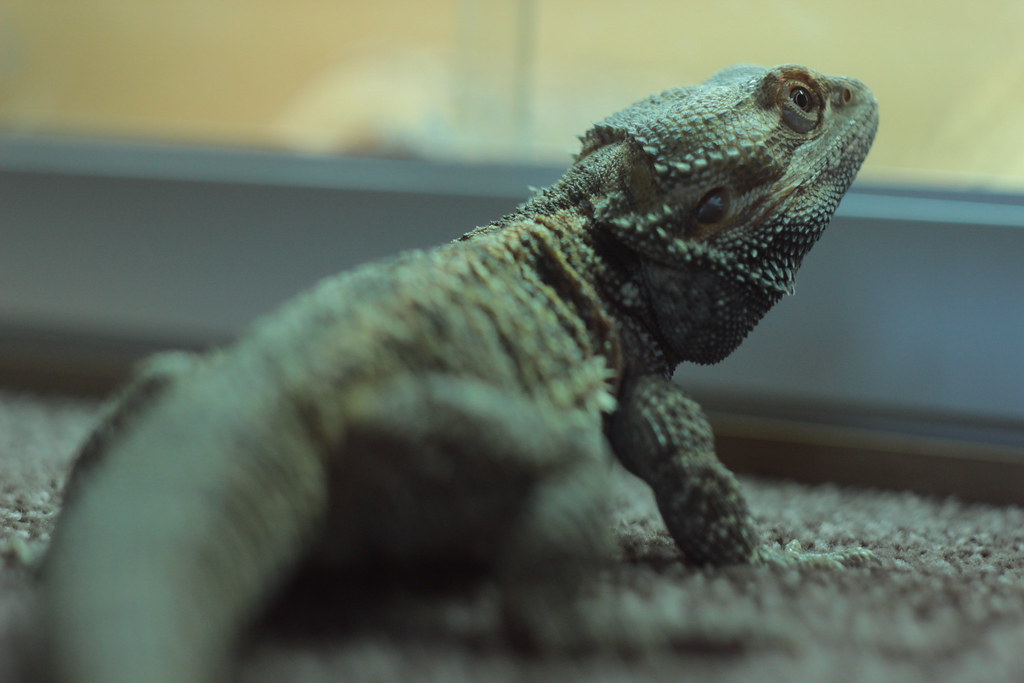 Species-Specific Considerations