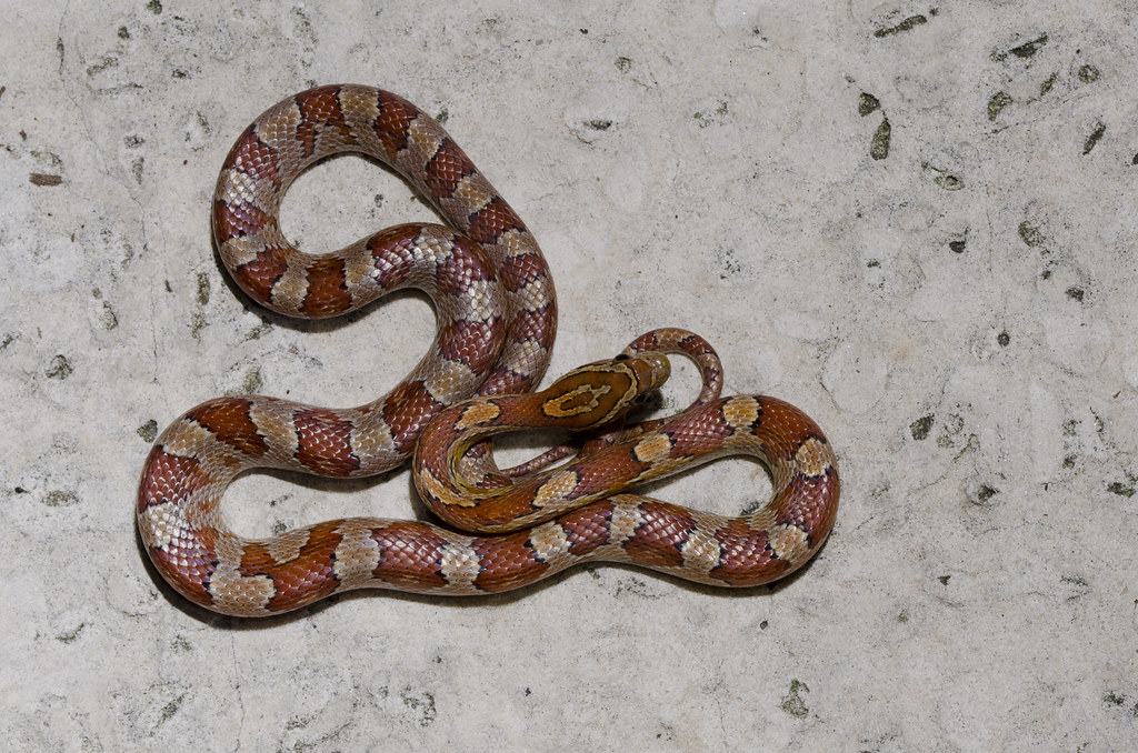 Corn Snake (Pantherophis guttatus)