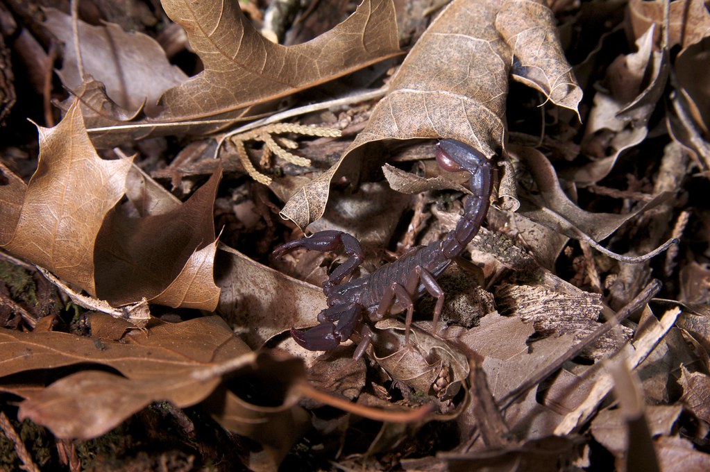 Cave Scorpion