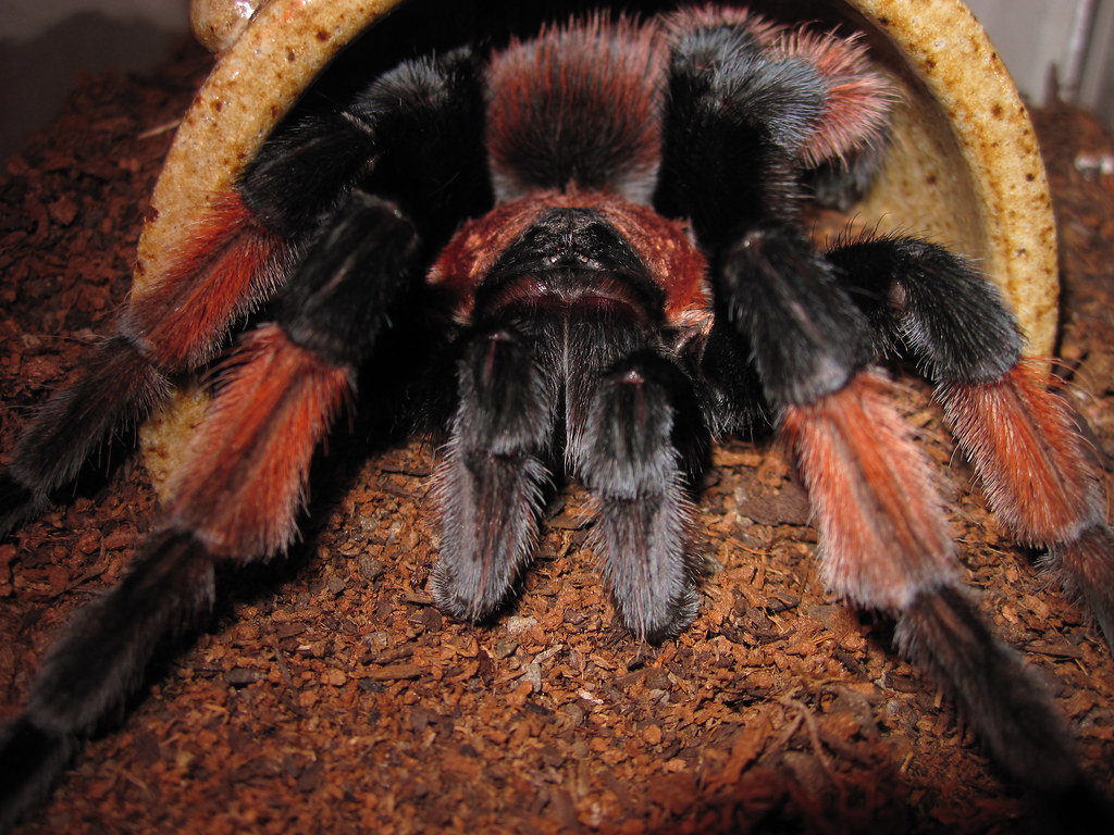 Tarantulas: Infrequent but Proper Prey Items