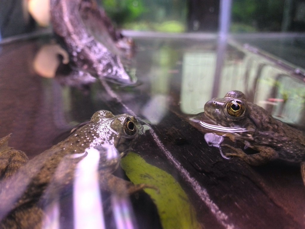 Pet Frogs