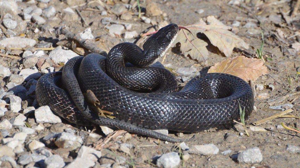 Rat Snake (Pantherophis obsoletus complex)