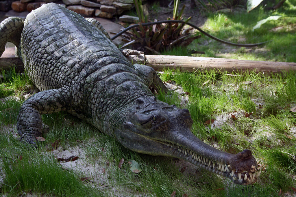 Indian Gharial Crocodile Digon3