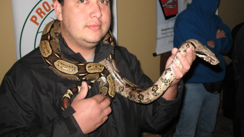 Boa Constrictor - Jiboia